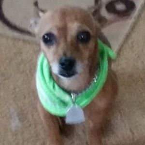 Meet your Posher, Misty